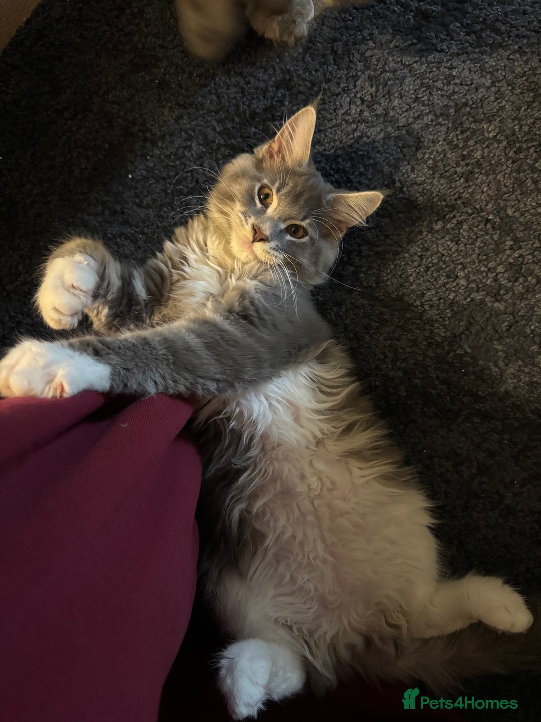 Maine Coon cats for sale: Blue Maine coon boy  - Image 4