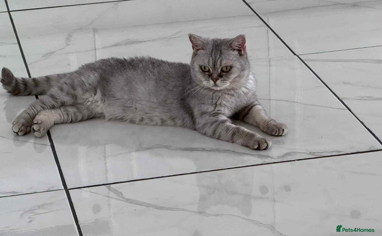 British Shorthair cats - Advert 10