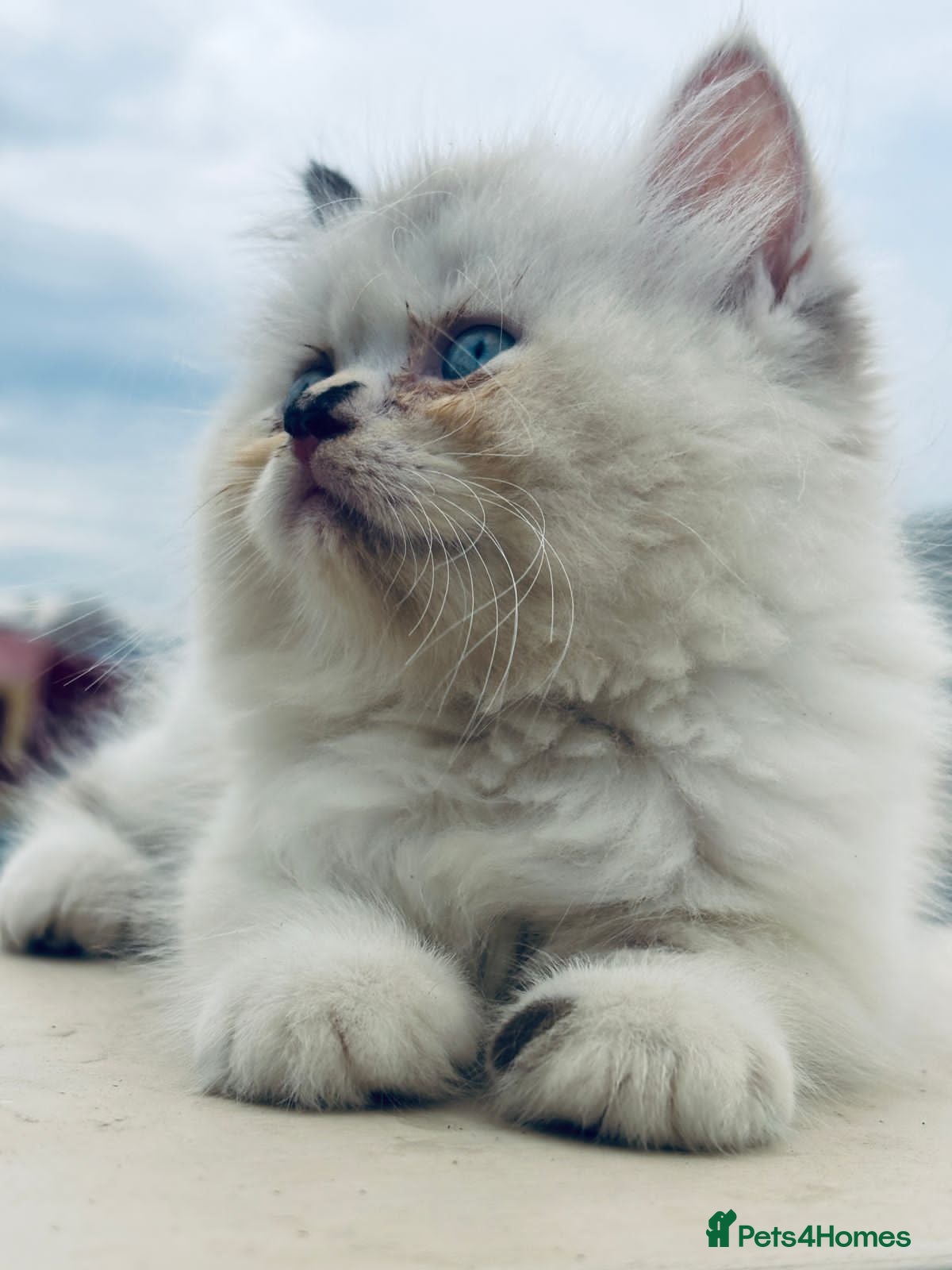 Mixed Breed cats Luckyy - Advert 12
