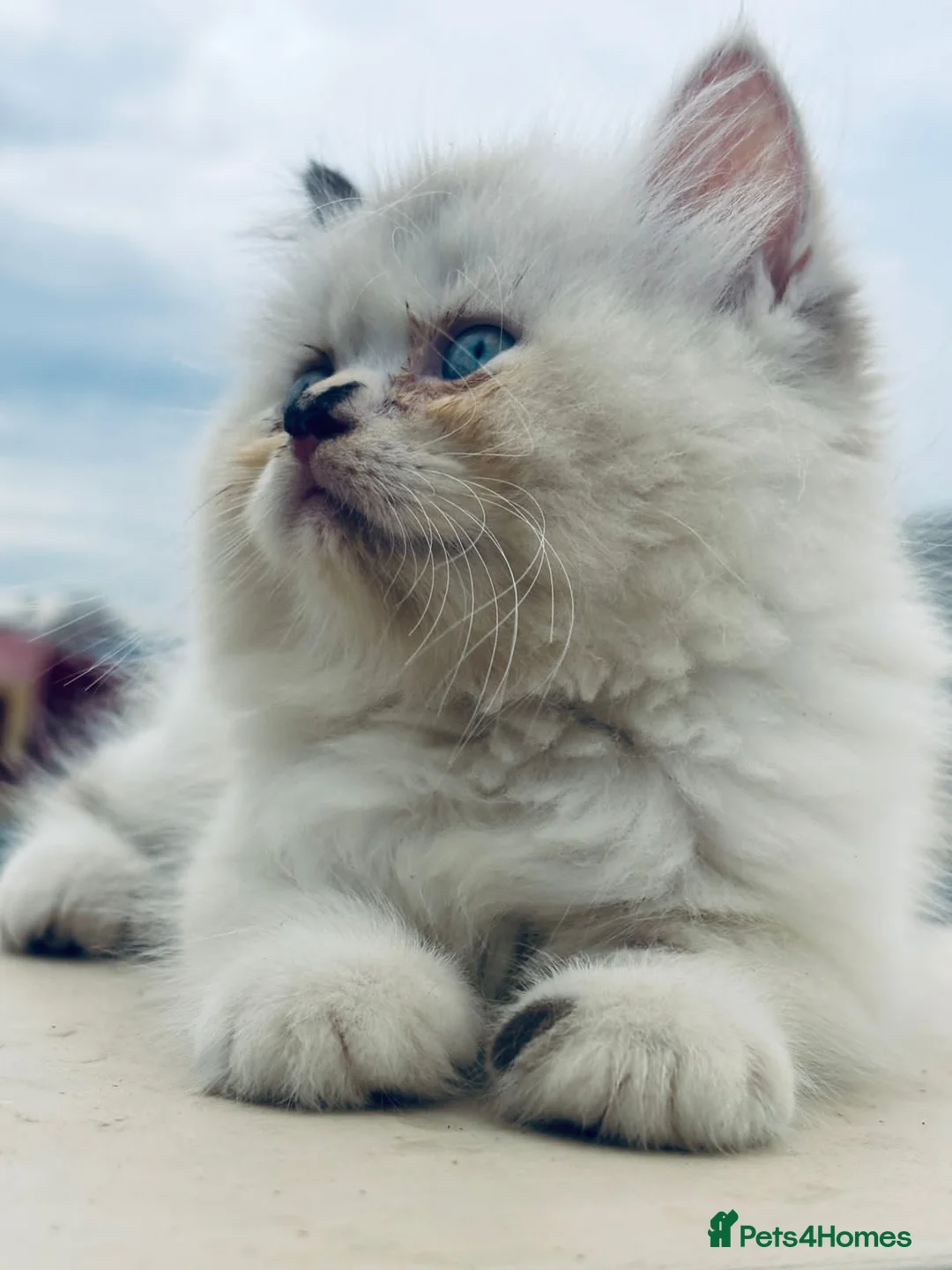 Mixed Breed cats for sale: Luckyy - Advert 1
