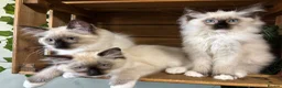 Ragdoll cats for sale: Pure Ragdoll kittens - 2 females, one male  in Saint Austell - Advert 2