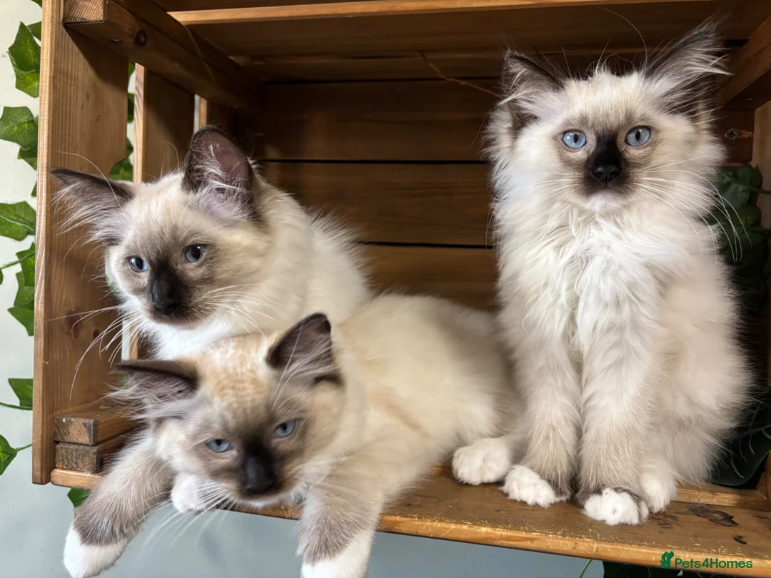 Ragdoll cats for sale: Pure Ragdoll kittens - 2 females, one male  in Saint Austell - Advert 2