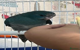 Parakeets birds for sale: Young female kakariki  - Advert 11