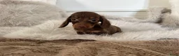 Miniature Dachshund dogs for sale: ✨MINI DACHSHUNDS ✨BOTH PARENTS KC✨ - Advert 8
