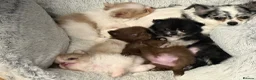 Pomchi dogs for sale: Pomeranian x chihuahua. Pomchi girl and boy left - Advert 1