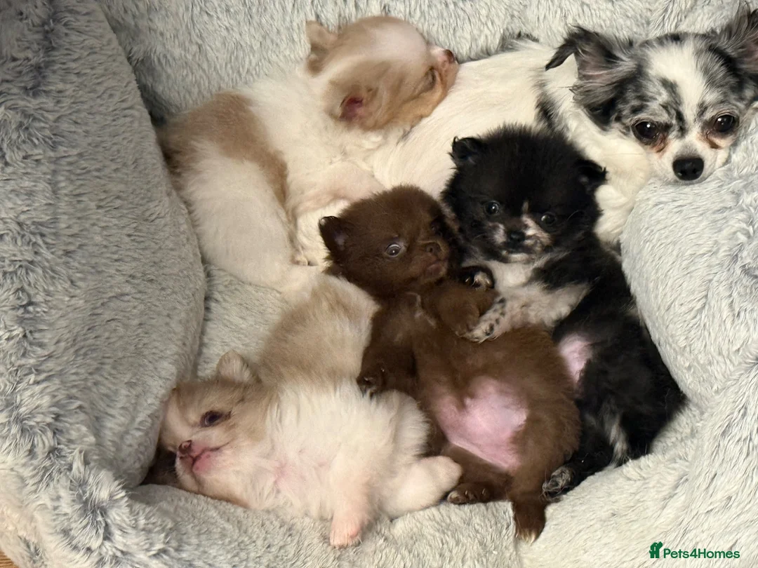 Pomchi dogs for sale: Pomeranian x chihuahua. Pomchi girl and boy left - Advert 1