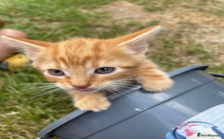 Mixed Breed cats - Advert 14