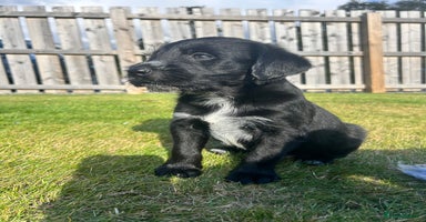 Mixed Breed dogs - Advert 14