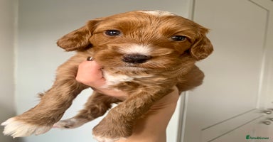 Cockapoo dogs - Advert 1