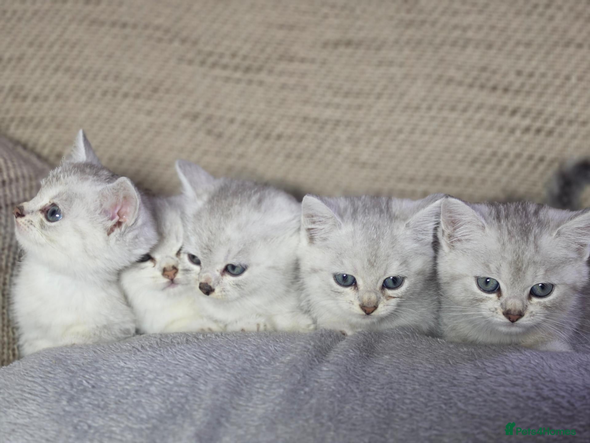 British Longhair cats British longhair mixed breed - Advert 1