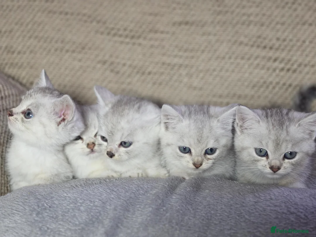 British Longhair cats for sale: British longhair mixed breed in Stoke-on-Trent - Advert 1