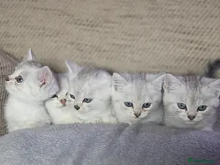 British Longhair cats British longhair mixed breed (2 kittens remaining) - Advert 1