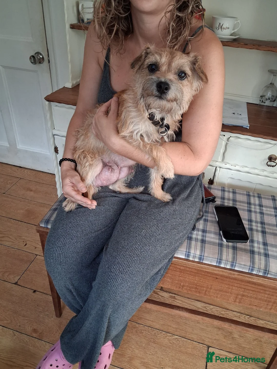 Border Terrier dogs for sale: Pip's littre of 5 - Advert 1