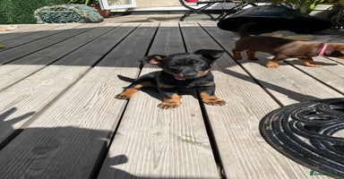 Lancashire Heeler dogs - Advert 6