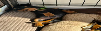 Miniature Dachshund 1