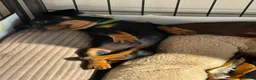 Miniature Dachshund dogs for sale: Gorgeous KC reg miniature dachshund puppies  - Advert 26