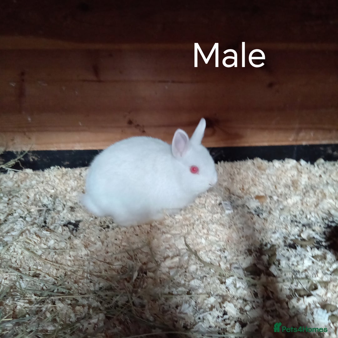 Netherland Dwarf rabbits for sale: Netherland dwarf baby rabbits  - Advert 1
