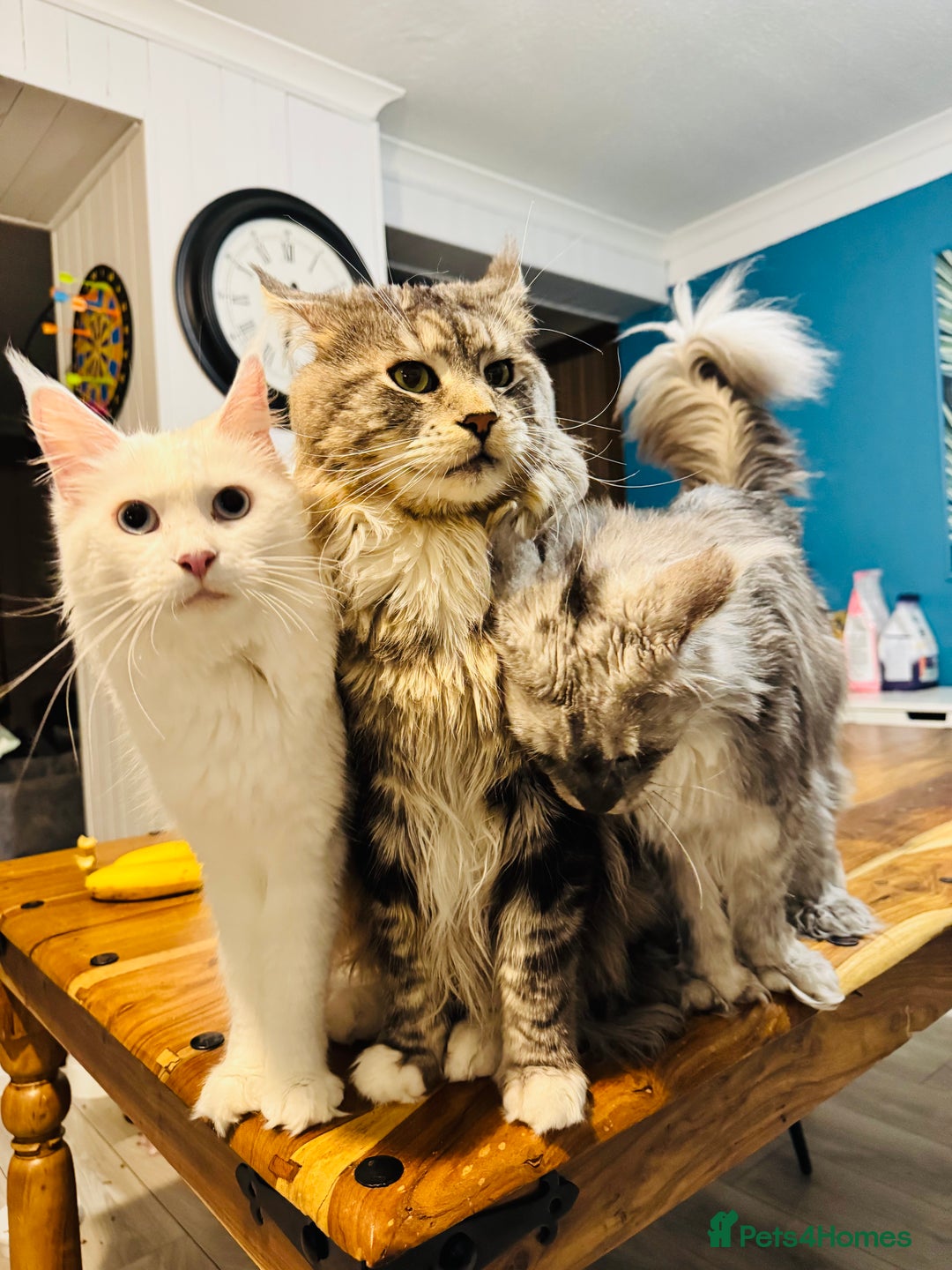 Maine Coon cats for sale: Maine Coon kittens TICA reg. 3girls available  - Advert 3