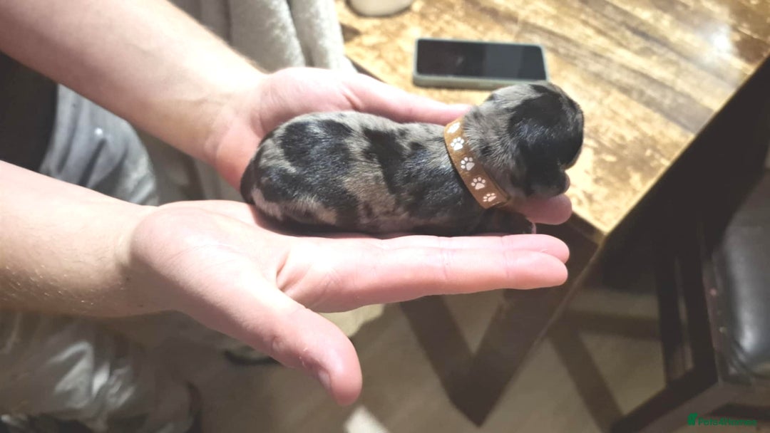 Dachshund dogs for sale: Daushund puppies  - Advert 9