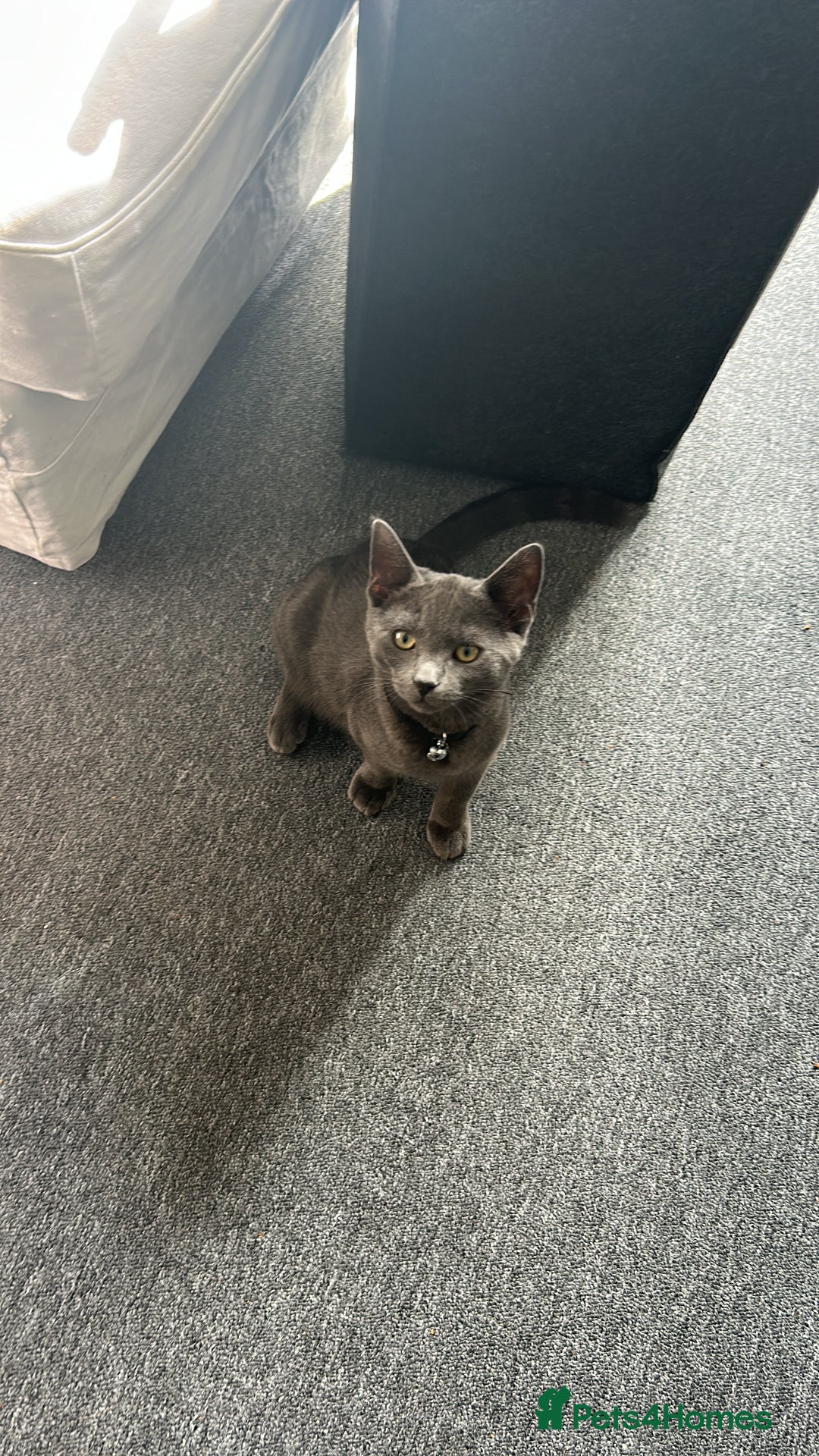 British Shorthair cats for sale: British  shorthair  - Image 8