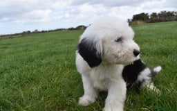 Old English Sheepdog dogs for sale: Stunning Old English Sheepdog Puppies KC Reg - Image 25