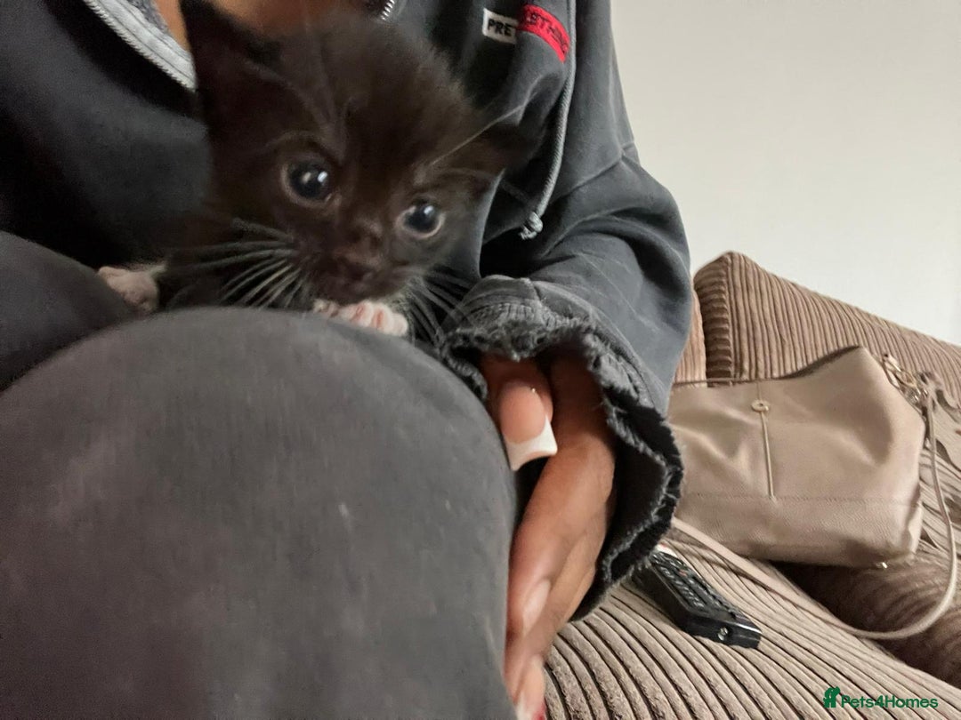 Mixed Breed cats for sale: Cute kittens looking for loving home - Image 7
