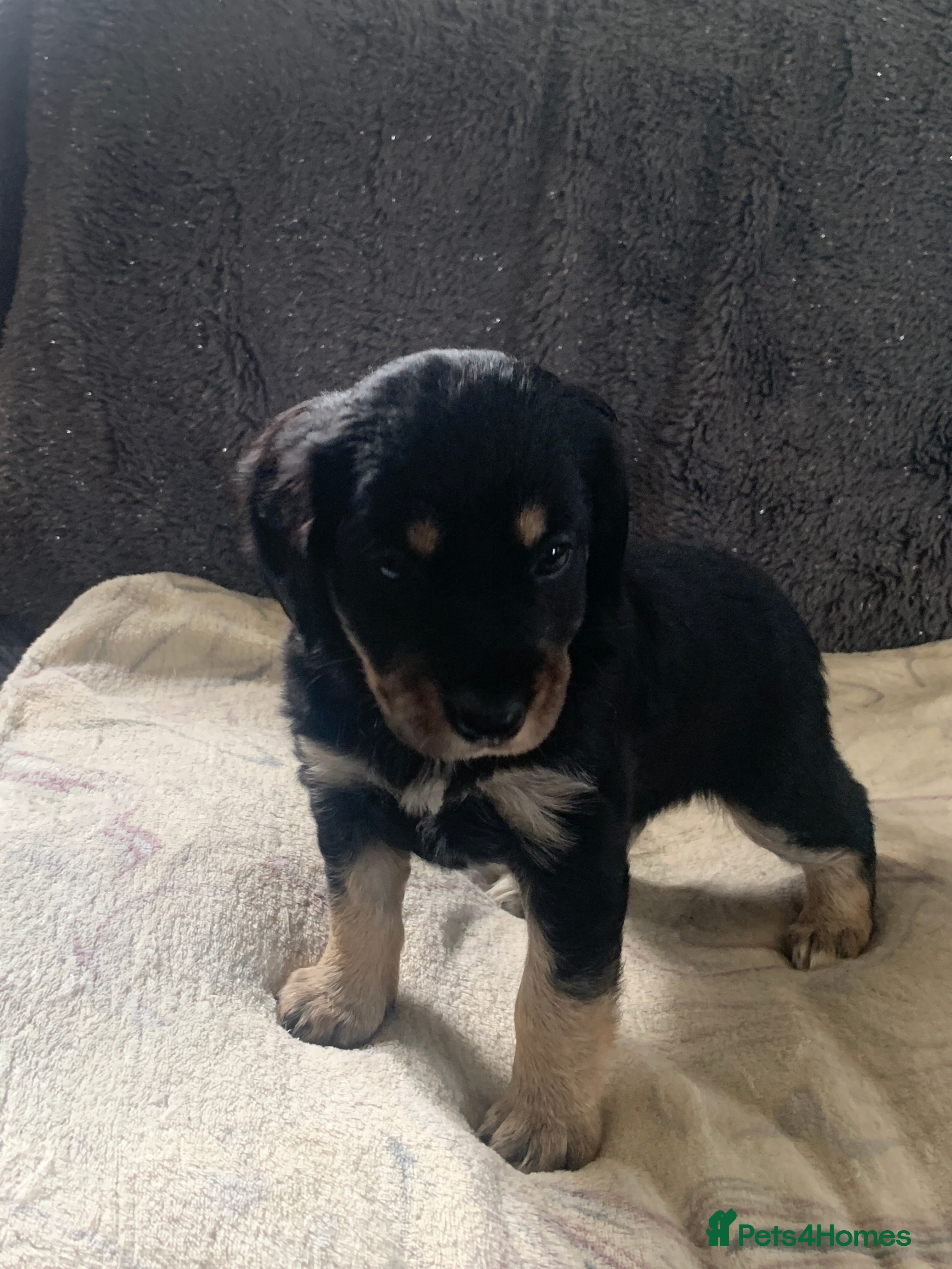 Mixed Breed dogs A* Sprollie Pups  - Advert 2