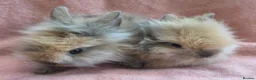 Mini Lop rabbits for sale:  Netherland dwarfs and lion heads - Advert 3
