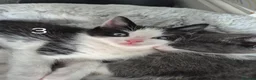 British Longhair cats for sale: Litter of 6 kittens - Advert 29