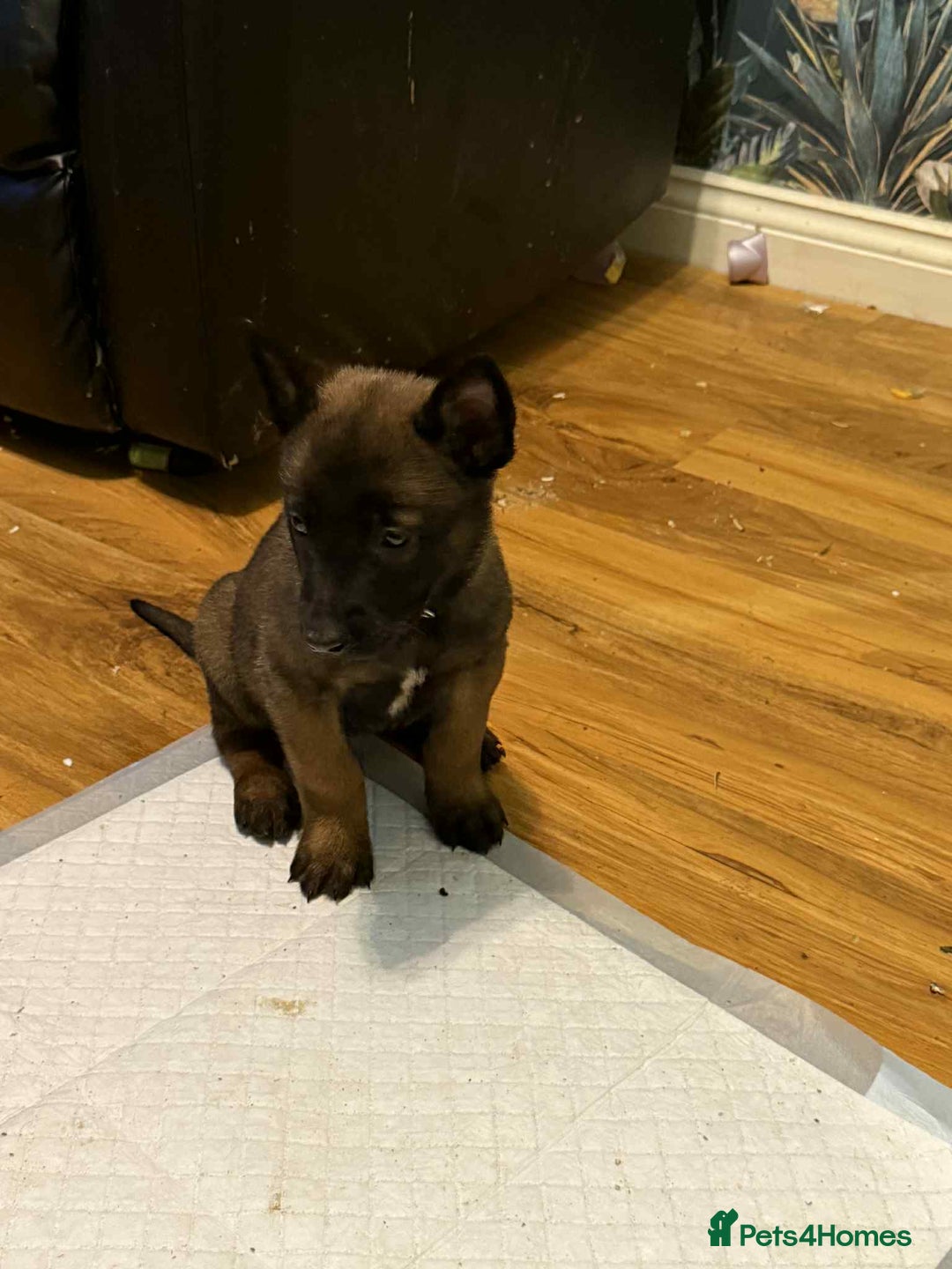 Belgian Shepherd Dog dogs for sale: belgian malinois - Advert 4