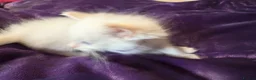Ragdoll cats for sale: Rare flame point boy pure bred white fur blue eyes - Advert 8