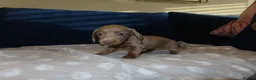 Miniature Dachshund dogs for sale: 4 boy’s beautiful miniature dachshund puppies  - Advert 13