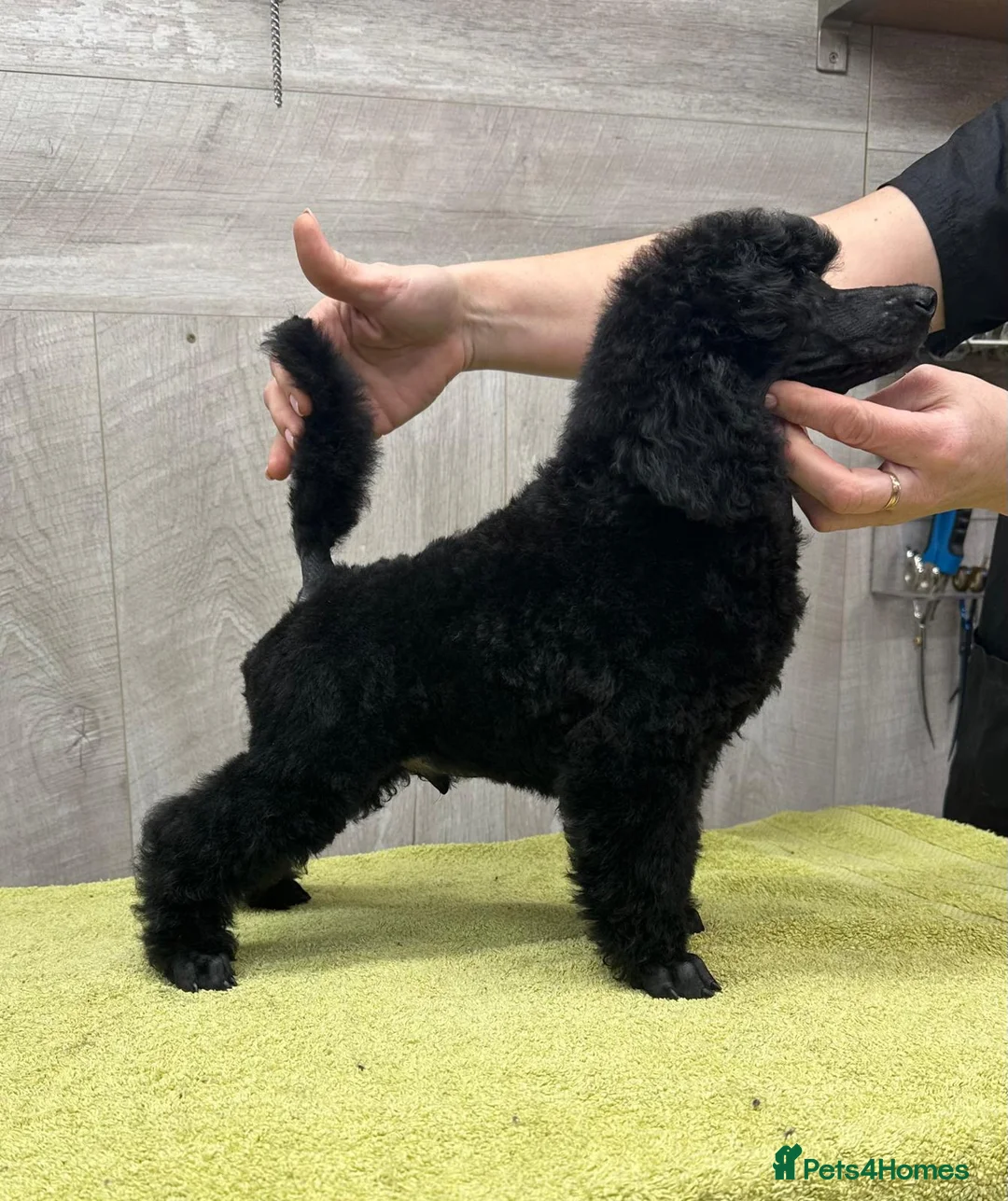 Miniature Poodle dogs for sale: Boys,Boys,Boys! Stunning Miniature Poodle Puppies - Advert 14