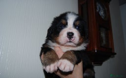 Bernese Mountain Dog dogs for sale: Beautiful pups from fully health tested patents - Image 1