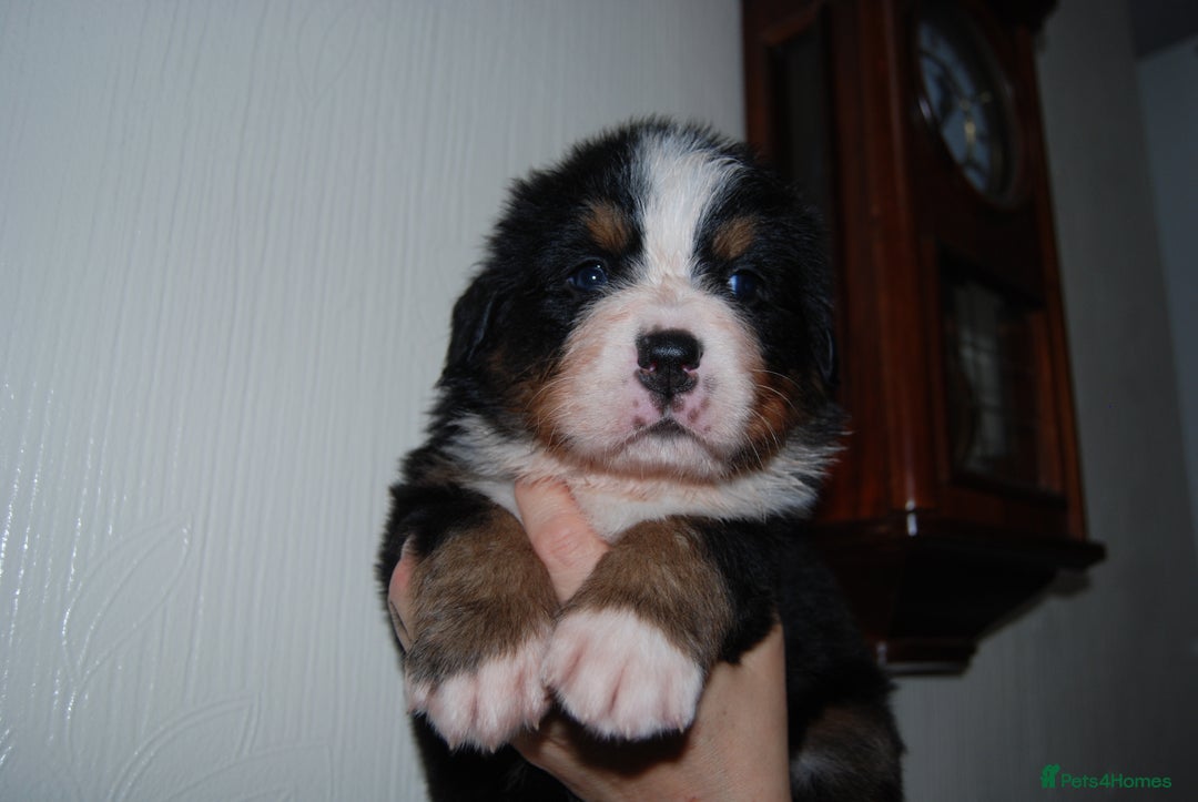 Bernese Mountain Dog dogs for sale: Beautiful pups from fully health tested patents - Image 1