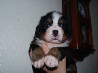 Bernese Mountain Dog dogs for sale - Advert 1