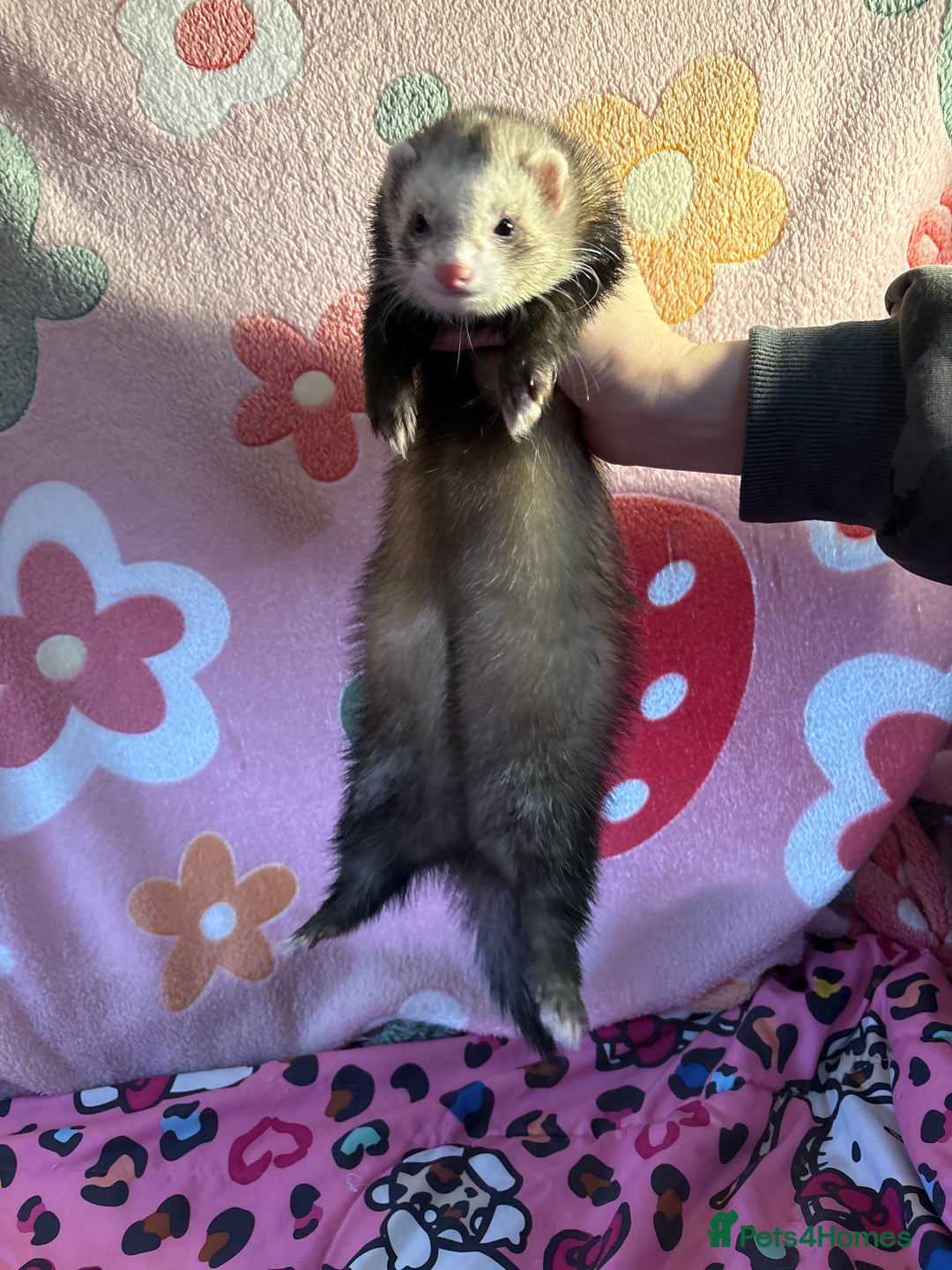 Ferret rodents for sale: Various ferret kits for sale - Advert 1