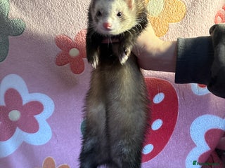 Ferret rodents Various ferret kits for sale - Advert 1