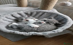 Scottish Fold cats for sale: kittens for sale British Shorthair & Scottish Fold - Image 1