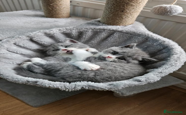 Scottish Fold cats - Advert 14