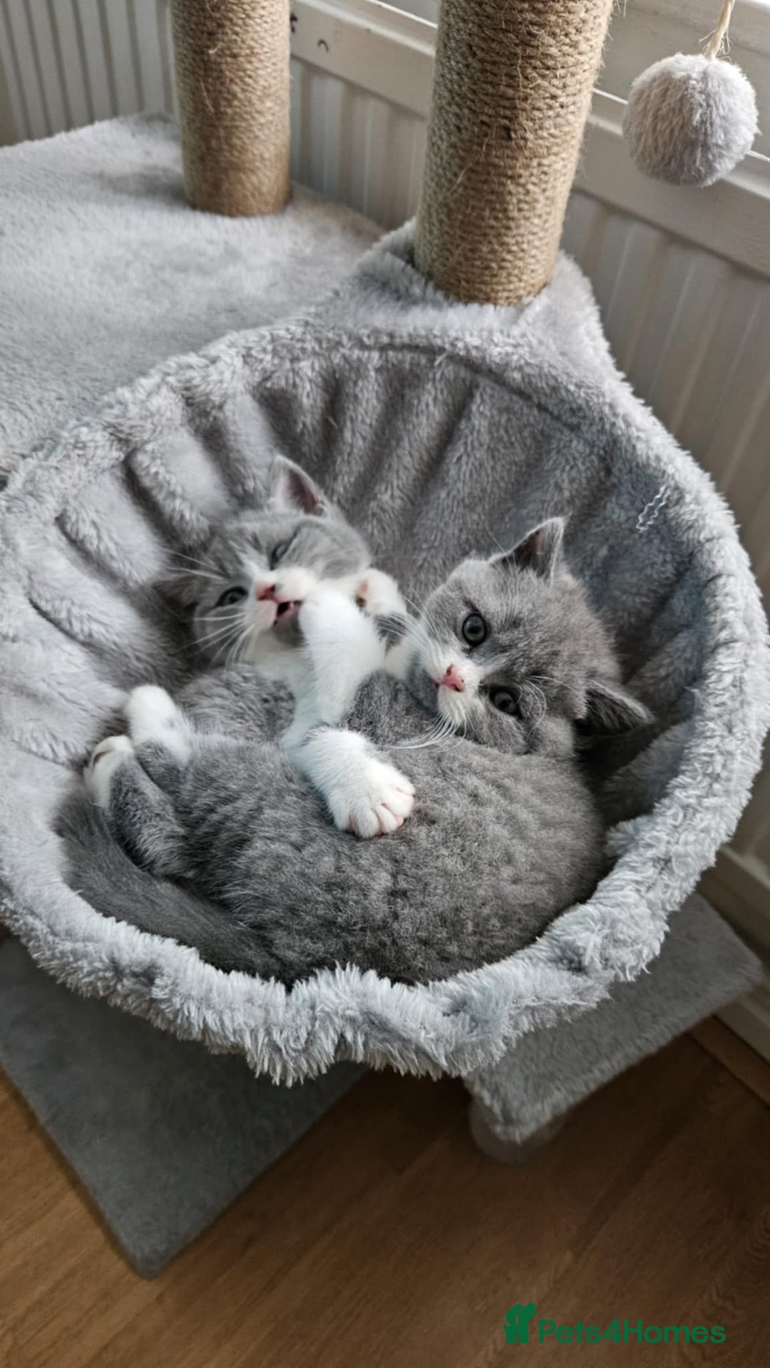 Scottish Fold cats for sale: kittens for sale British Shorthair & Scottish Fold - Image 1