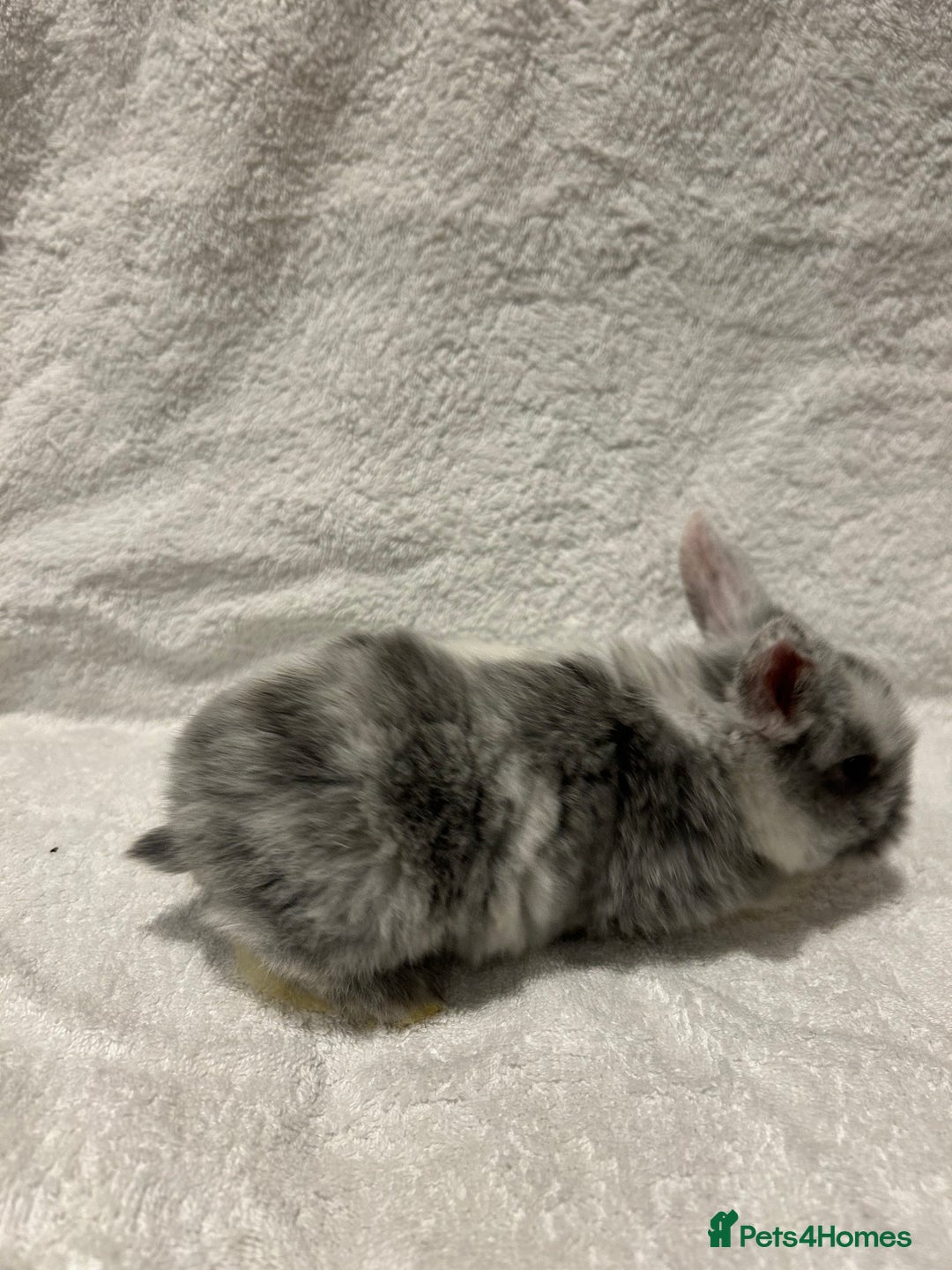 Mini Lop rabbits for sale: Pure Bred Mini Lop Baby Rabbits - Advert 18