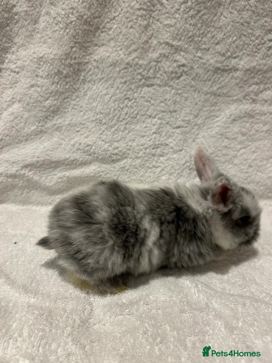 Mini Lop rabbits for sale: Pure Bred Mini Lop Baby Rabbits - Advert 18