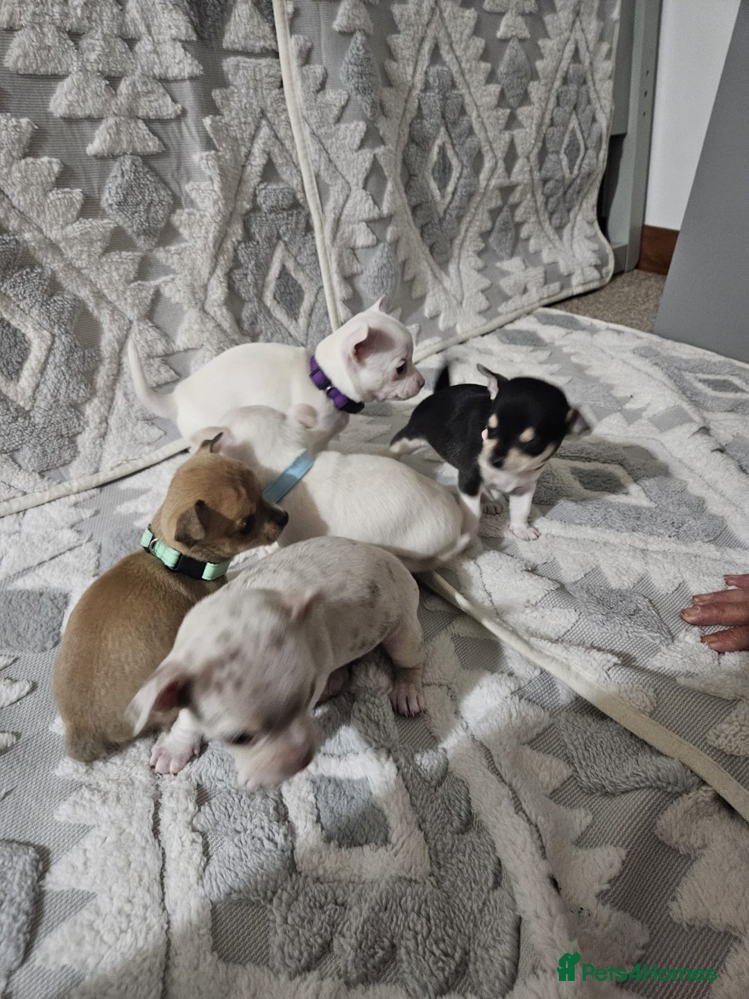 Chihuahua dogs for sale: Chihuahua puppies for sale - Advert 2