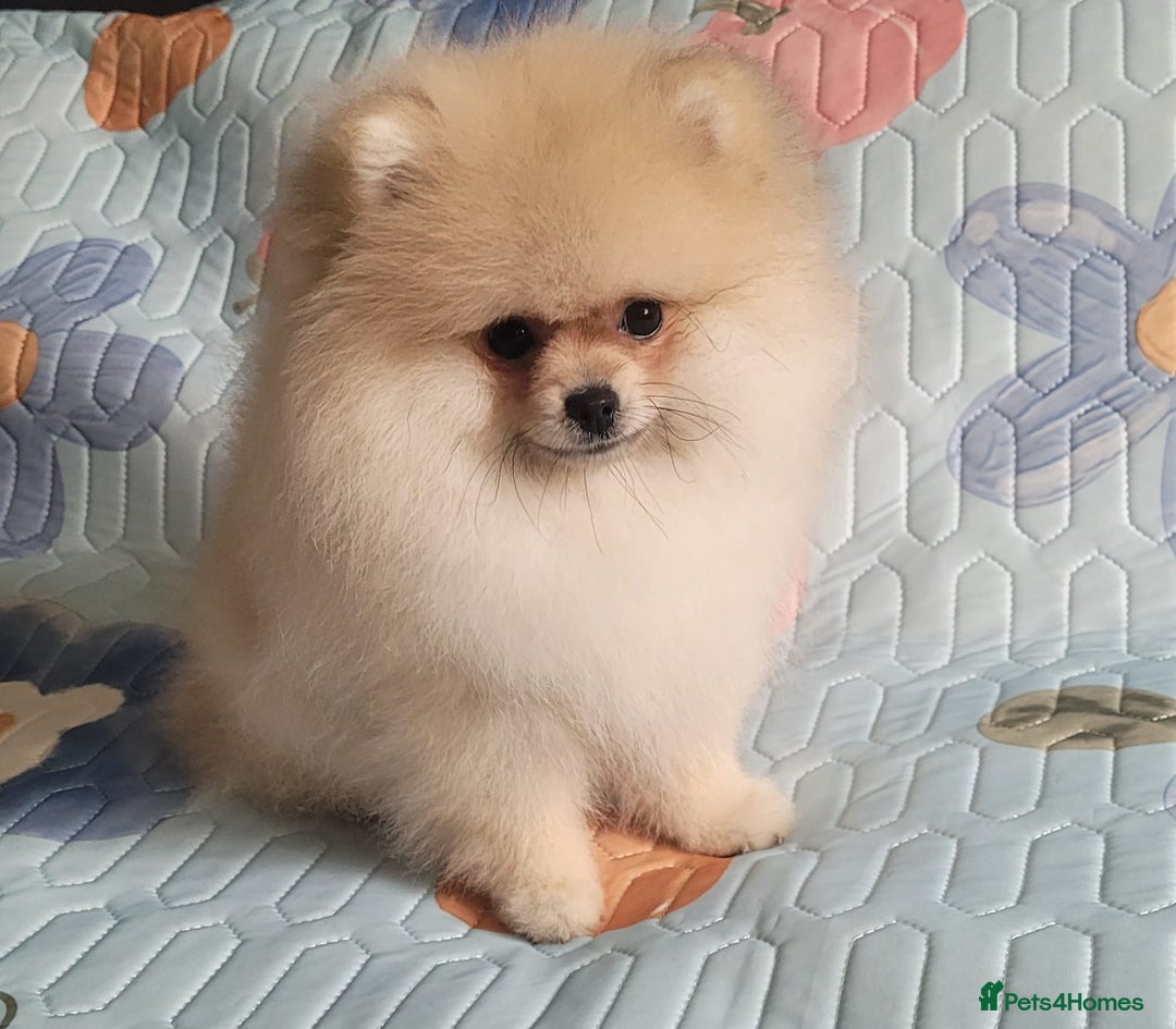 Pomeranian dogs for sale: XXS🐶KC REG🐾Pomeranian Puppies for sale🐶 in Brentwood - Image 20
