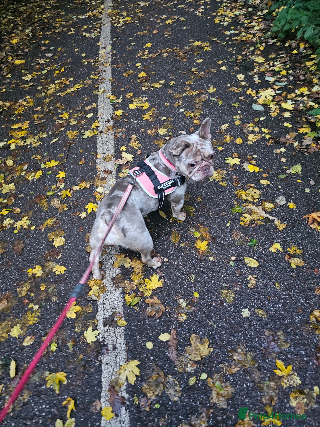 French Bulldog dogs for sale: Female 2 1/2 Yr old French bulldog - Advert 18