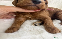 Goldendoodle dogs for sale: Outstanding Quality health tested Goldendoodles  - Image 17