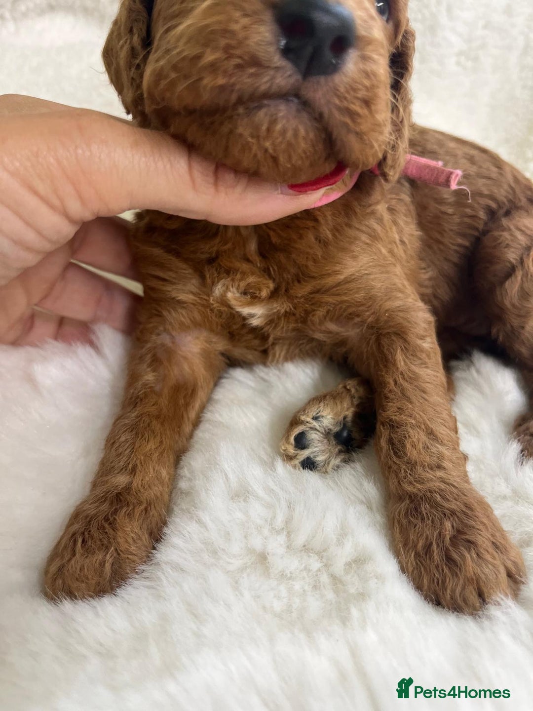 Goldendoodle dogs for sale: Outstanding Quality health tested Goldendoodles  - Image 17