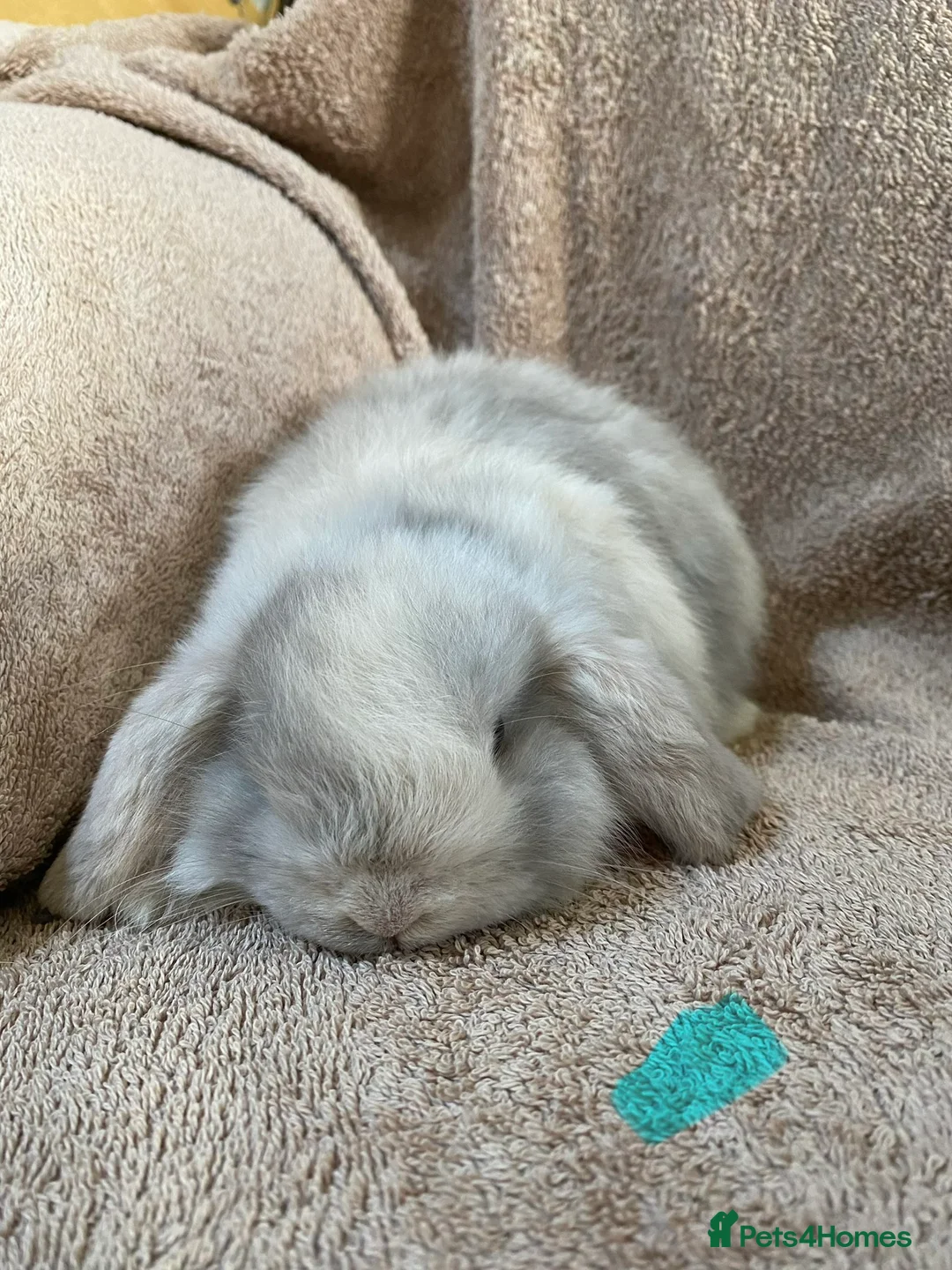 Mini Lop rabbits for sale: Mini lop litter. Includes chocolate. - Advert 4