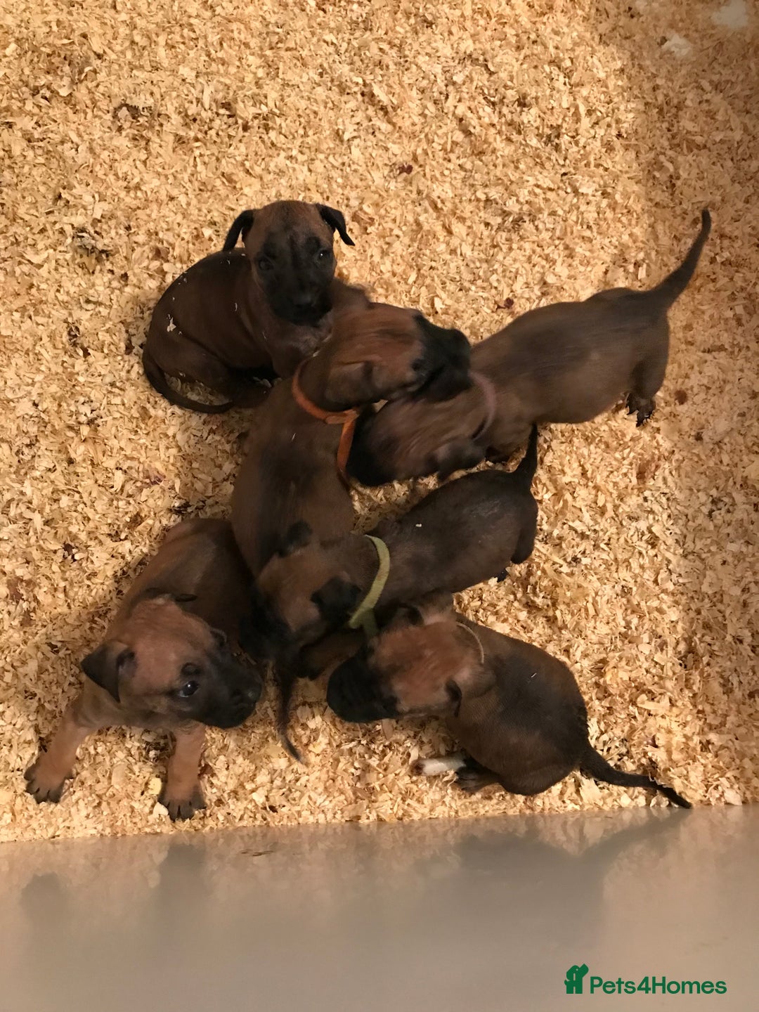 Presa Canario dogs for sale: Working presa canario - Image 2